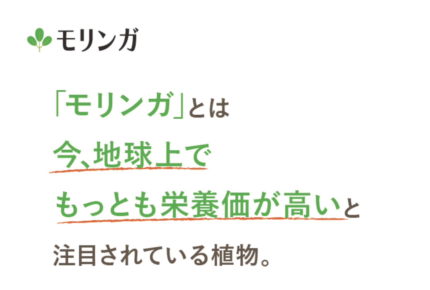 moringa